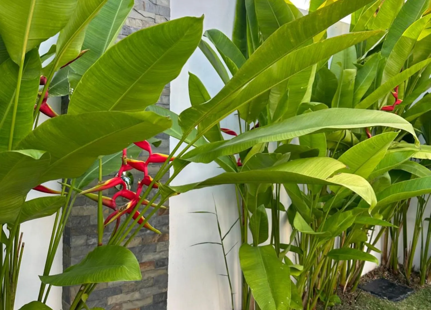 Villa Amata Phuket